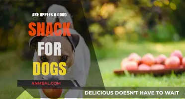Canine Crunch: Are Apples a Healthy Snack for Dogs?