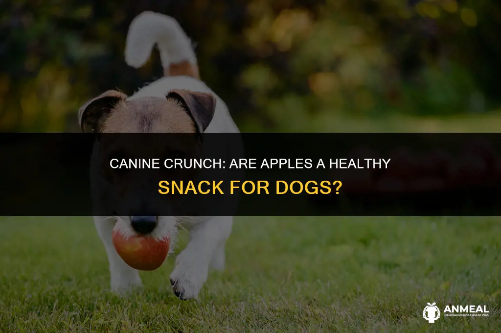 are apples a good snack for dogs