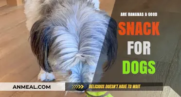 Can Dogs Eat Bananas? A Healthy Snack Option or Not?