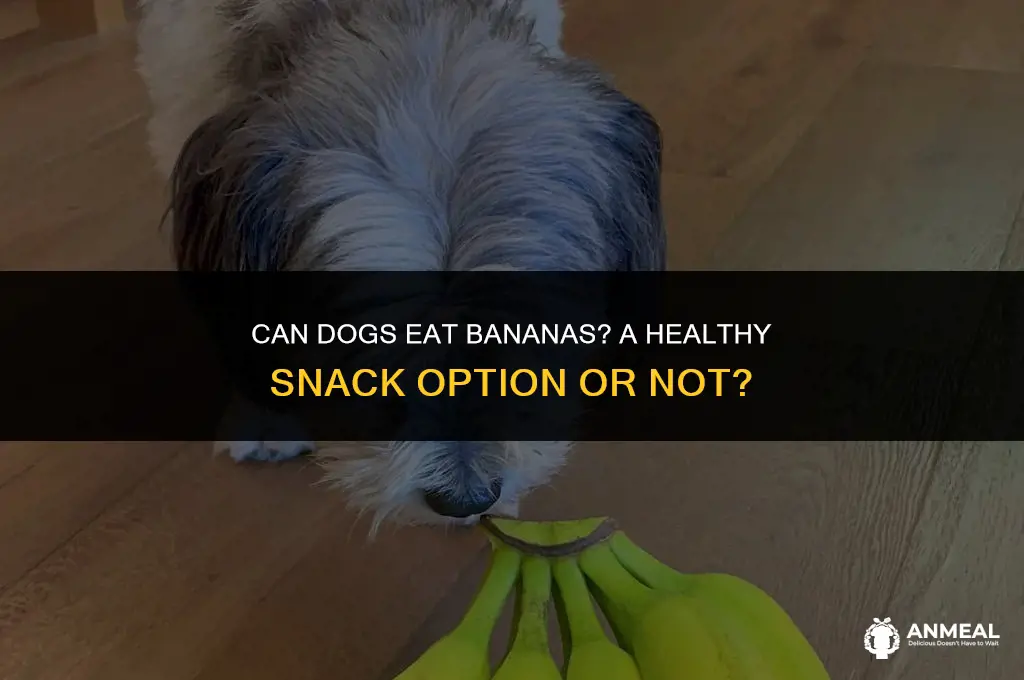 are bananas a good snack for dogs