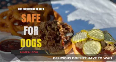 Breakfast Shakes: Safe or Not for Dogs?