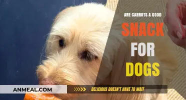 Crunchy Carrots: A Healthy Snack Option for Your Canine Companion