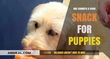 Crunchy Carrots: A Healthy Snack Option for Puppies?