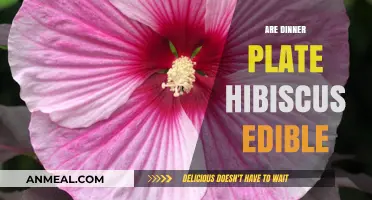 Can You Eat Dinner Plate Hibiscus? Exploring Edibility and Safety