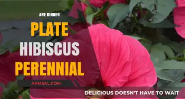 Are Dinner Plate Hibiscus Perennial? Discover Their Lifespan and Care Tips