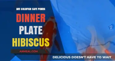 Goldfish Safety in Ponds with Dinner Plate Hibiscus: What You Need to Know