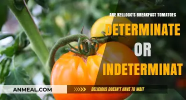 Breakfast Tomatoes: Determinate or Indeterminate?