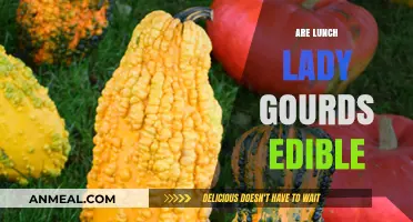 Exploring the Edibility of Lunch Lady Gourds: A Culinary Adventure