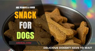 Peanuts for Pooches: A Nutty Snack or a Canine No-No?