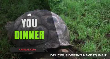 Are You Dinner? Exploring the Predator-Prey Dynamics in Nature