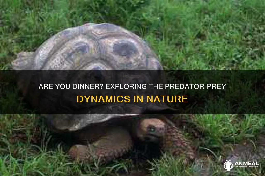 are you dinner