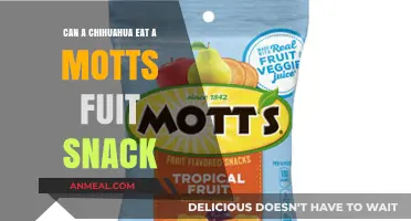Can Chihuahuas Enjoy Motts Fruit Snacks? A Nutritional Guide