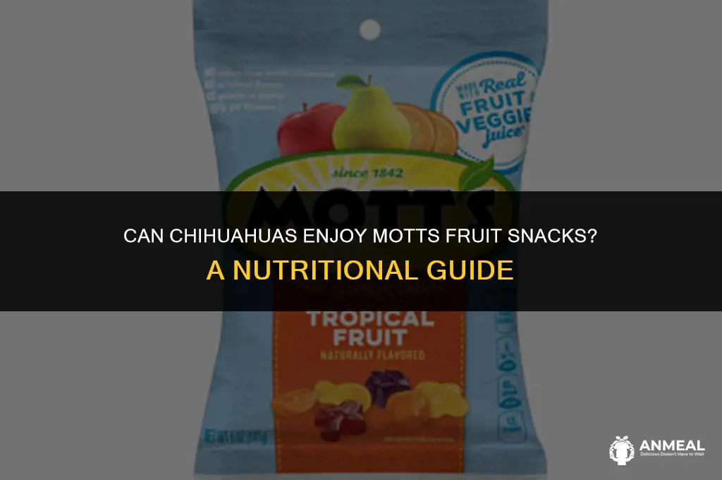 can a chihuahua eat a motts fuit snack
