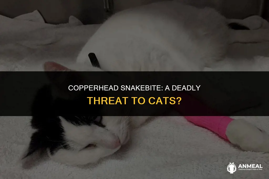 can a copperhead snack bit kill a cat