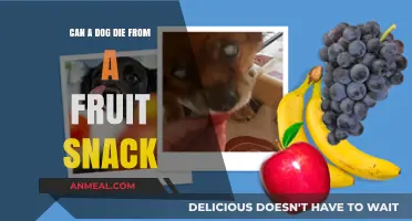 Fruit Snacks and Canine Health: A Deadly Combination?