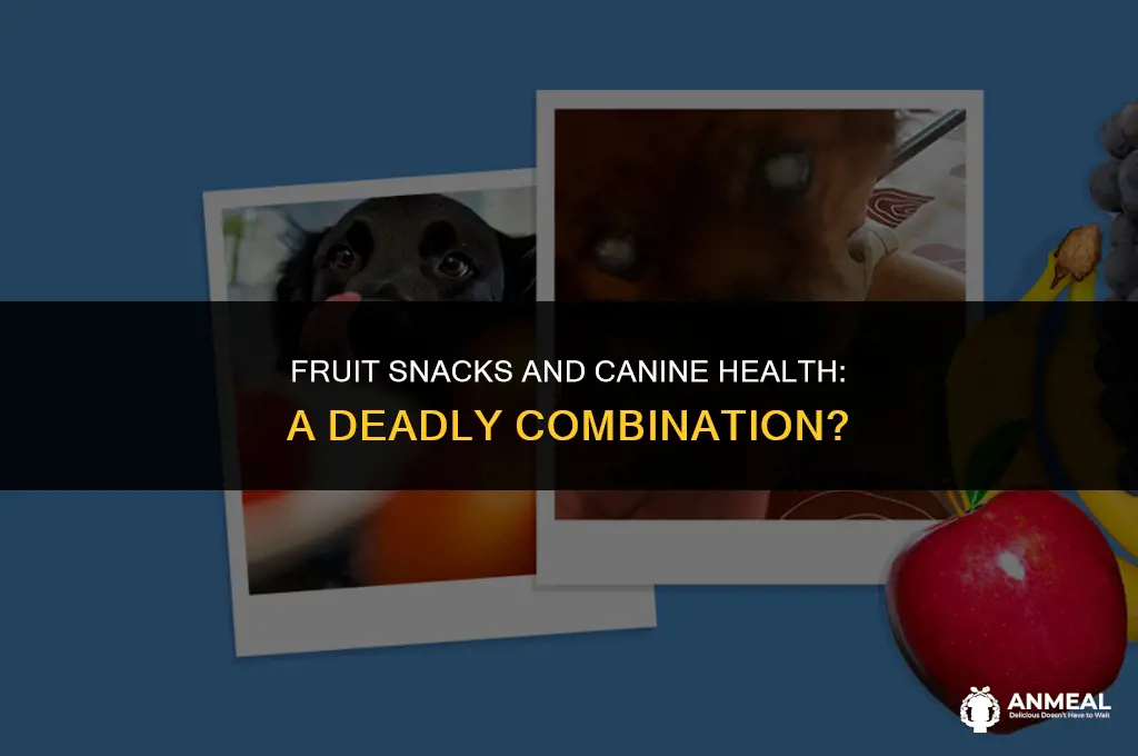 can a dog die from a fruit snack