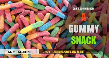 Gummy Snacks: A Sweet Danger Lurking for Your Furry Friend