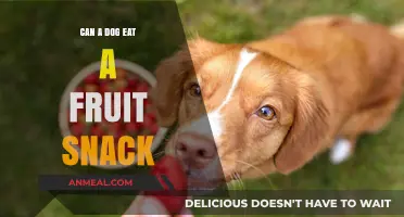 Can Dogs Enjoy Fruit Snacks? A Comprehensive Guide for Pet Owners