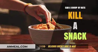 Rats vs. Snacks: Unraveling the Myth of Rodent Rampage