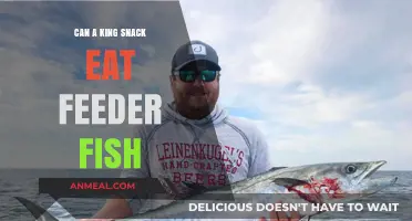 Royal Aquatics: Can a King Snack on Feeder Fish?