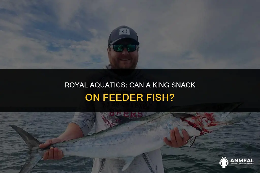 can a king snack eat feeder fish