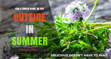 Summer Snack: Can Your Favorite Plant Thrive Outdoors?