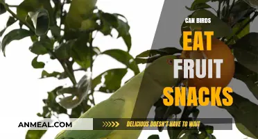 Feathered Friends and Fruity Treats: A Snack Time Guide for Birds