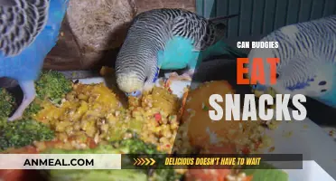 Snack Time for Budgies: Safe and Tasty Treats for Your Feathered Friends