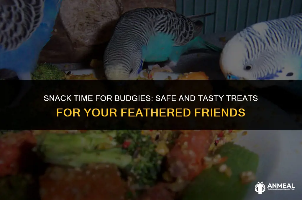 can budgies eat snacks