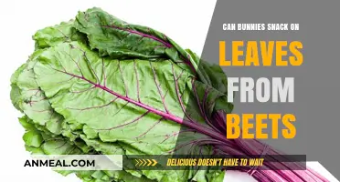 Leafy Treats for Bunnies: Can They Munch on Beet Greens?