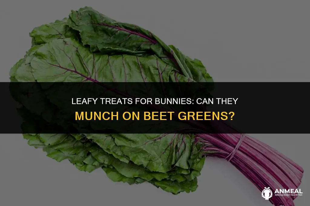 can bunnies snack on leaves from beets