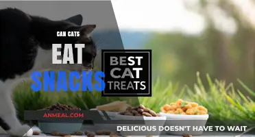 Feline Snacking: A Guide to Safe and Healthy Treats for Cats