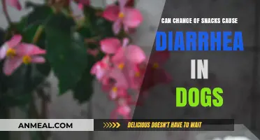 Can a Change in Snacks Cause Diarrhea in Dogs?