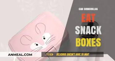 Chinchilla Diet Guide: Are Snack Boxes Safe for Your Furry Friend?