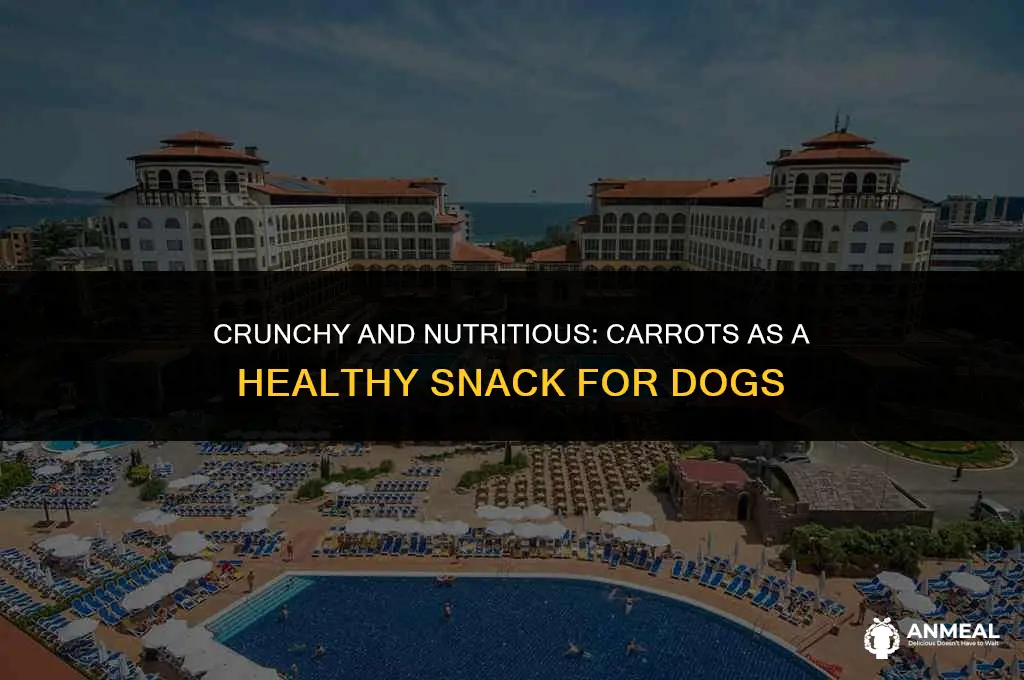 can dogs eat carrots for snacks