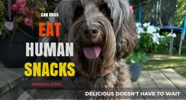 Snack Time for Fido: A Guide to Safe Human Treats for Dogs