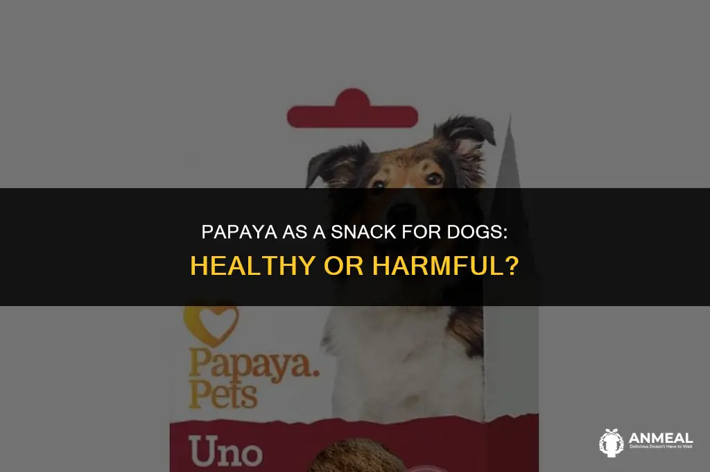 can dogs eat papaya as snacks