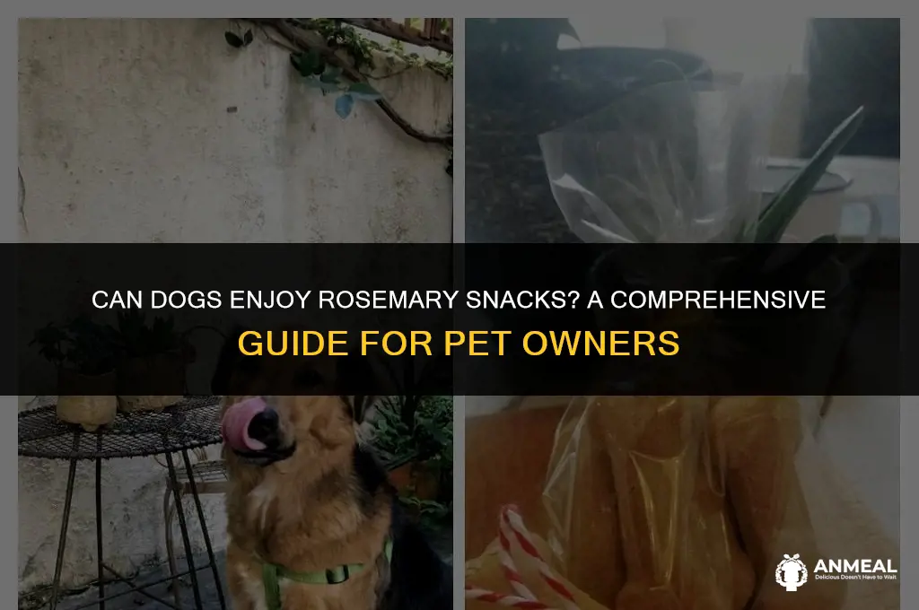 can dogs eat snacks with rosemary