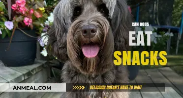 Snack Time for Fido: A Guide to Safe Treats for Dogs