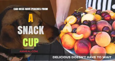 Peachy Treats for Pups: Snack Cup Delights for Your Furry Friend