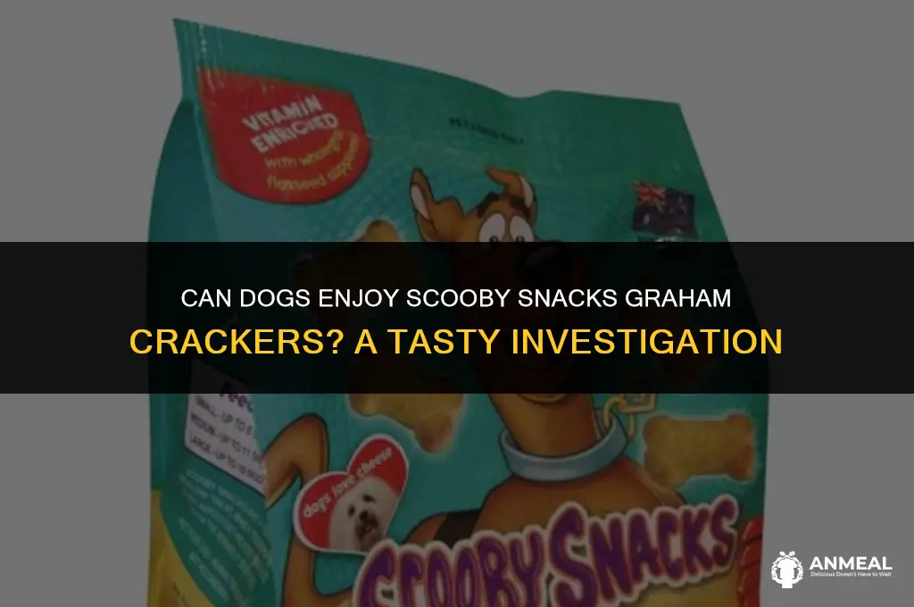 can dogs have scooby snacks graham crackers