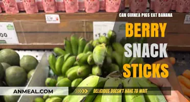 Guinea Pig Nutrition: Are Banana Berry Snack Sticks Safe?