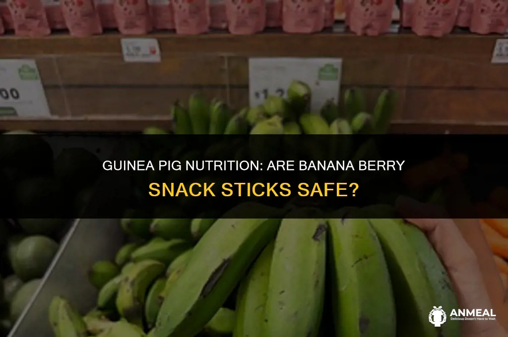 can guinea pigs eat banana berry snack sticks