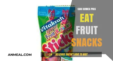 Sweet Treats for Your Furry Friends: Guinea Pigs and Fruit Snacks