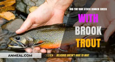 DNR Stocking Dinner Creek: Brook Trout Release Confirmed or Rumor?