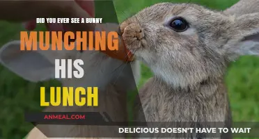 Bunny's Delight: A Whimsical Tale of Lunchtime Munchies