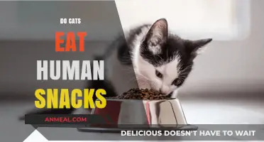 Feline Snack Attack: Do Cats Really Crave Human Treats?