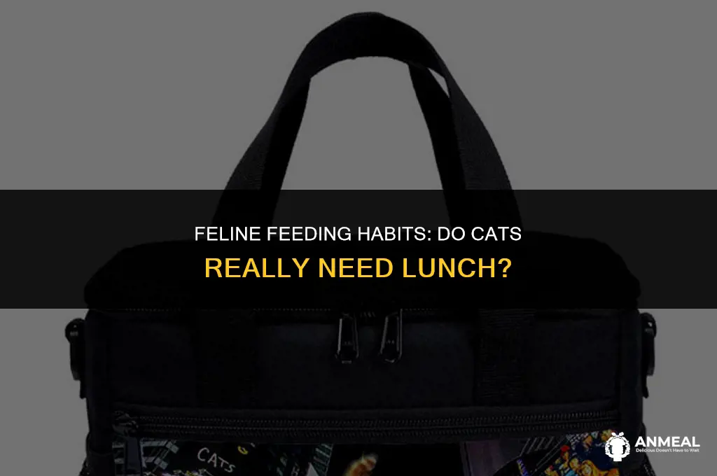 do cats need lunch