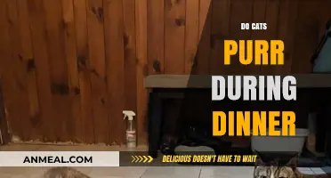 Why Cats Purr During Dinner: Unraveling Feline Mealtime Bliss