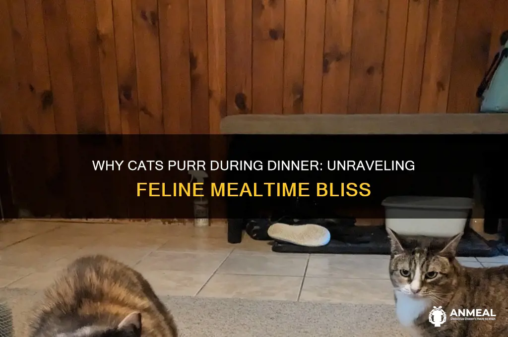 do cats purr during dinner